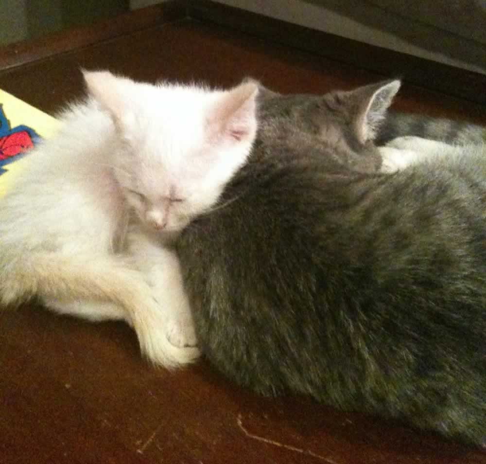 Levi and Cassius